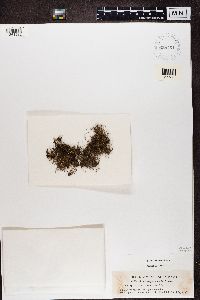 Bryoria furcellata image