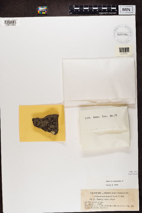 Physcia subtilis image