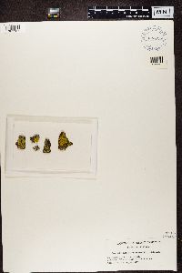 Candelaria fibrosa image