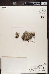 Cladina arbuscula subsp. mitis image