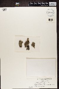 Megaspora verrucosa image