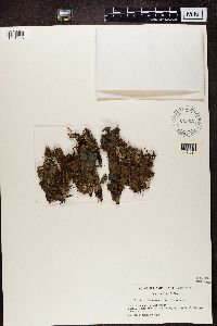 Nephroma helveticum image