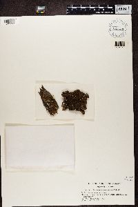 Media resource of Melanelia subargentifera