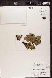 Peltigera horizontalis image