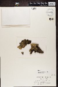 Peltigera malacea image