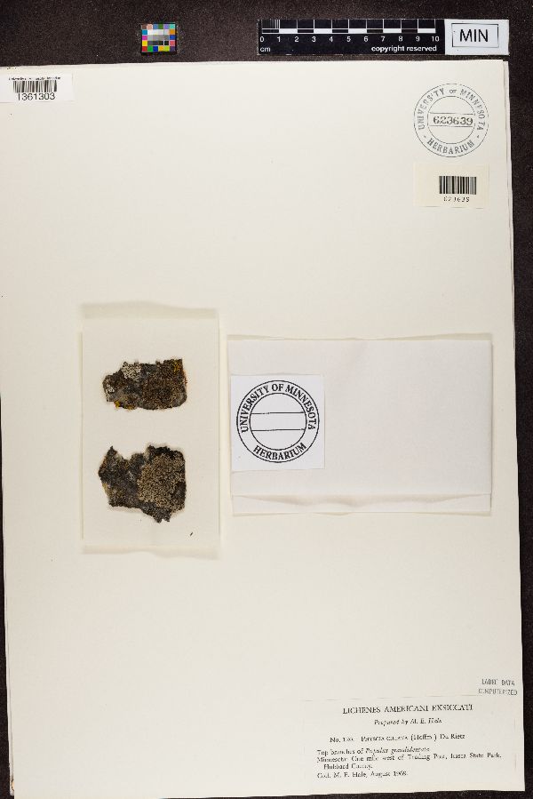 Physcia ciliata image