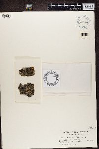 Media resource of Physcia ciliata