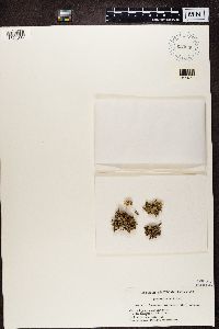 Ramalina complanata image