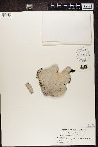 Umbilicaria vellea image