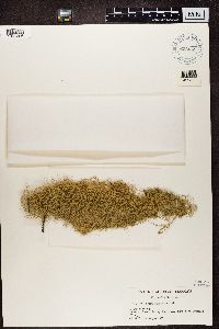 Usnea cavernosa image