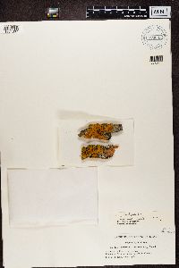 Xanthoria fallax image