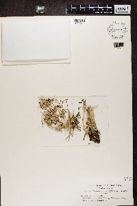 Cladonia gracilis image