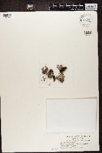 Cladonia grayi image