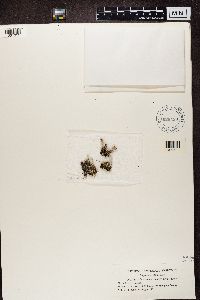 Cladonia pleurota image