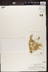 Evernia divaricata image