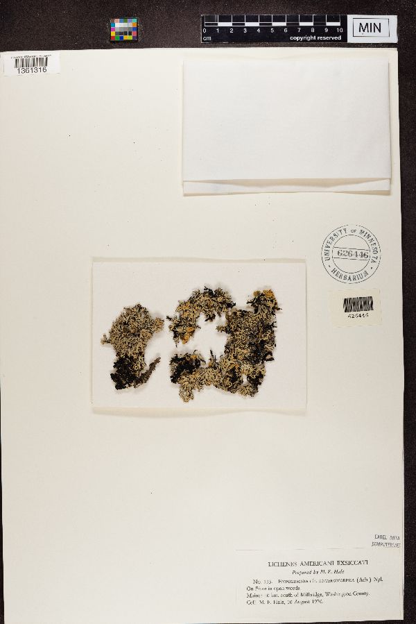 Hypogymnia enteromorpha image