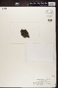 Media resource of Leptogium corticola