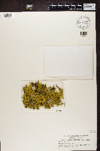 Thumbnail image of current specimen