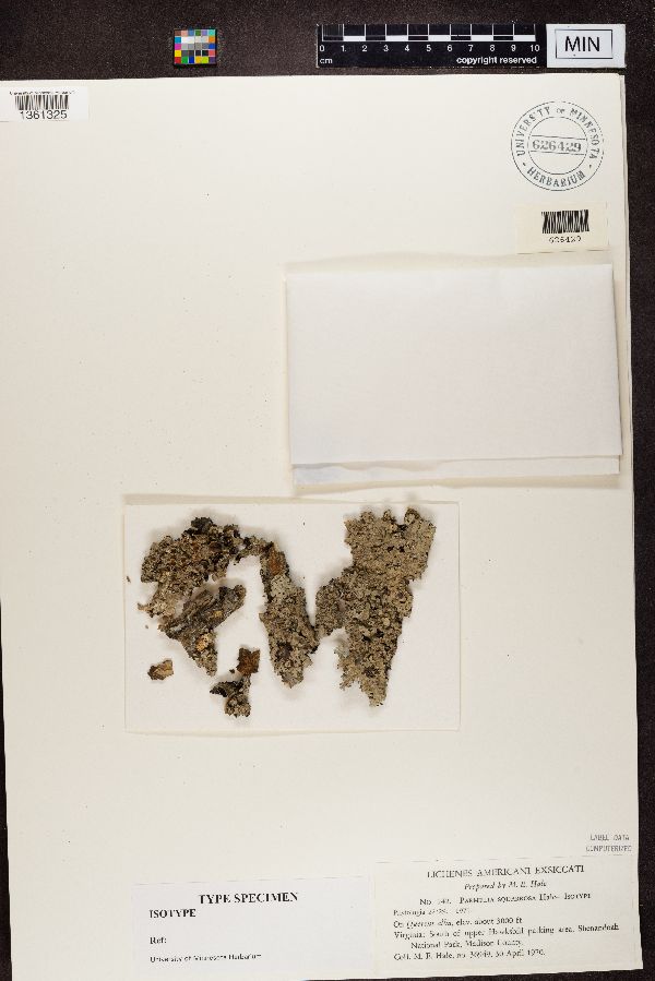 Parmelia squarrosa image