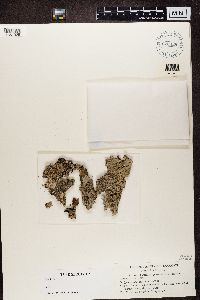 Media resource of Parmelia squarrosa