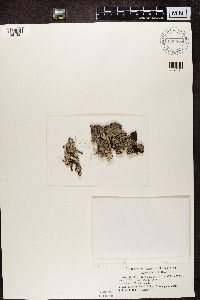 Platismatia glauca image