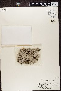 Pseudevernia intensa image