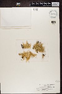 Ramalina farinacea image