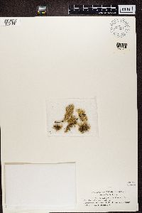 Ramalina roesleri image