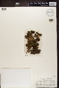 Sticta fuliginosa image