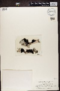 Umbilicaria vellea image