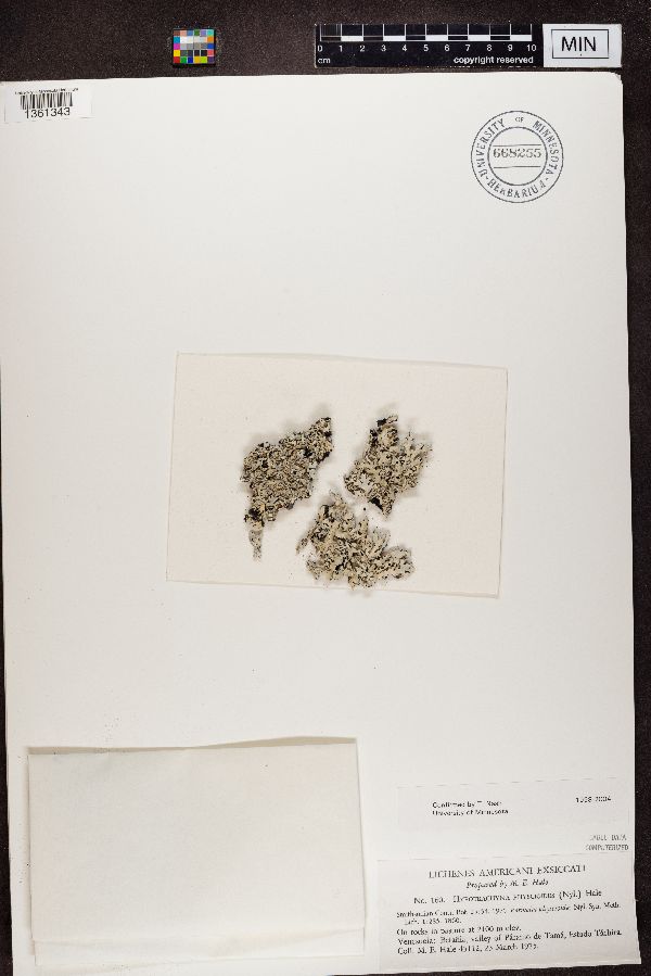 Hypotrachyna physcioides image