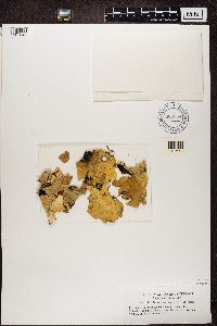 Nephroma arcticum image