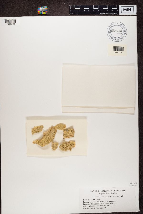 Ocellularia isidiifera image