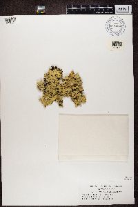 Flavopunctelia flaventior image