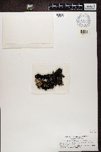 Parmotrema cetratum image