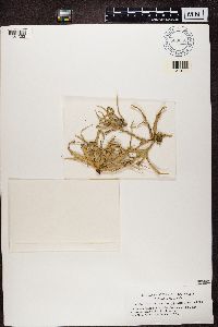 Ramalina ecklonii image