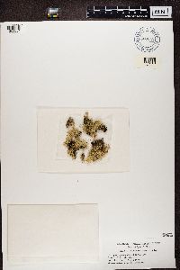 Ramalina intermedia image