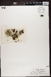 thumbnail image of current specimen
