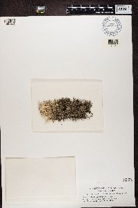 Cladonia rangiferina image