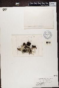 Cladonia deformis image