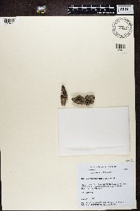 Lecidella euphorea image