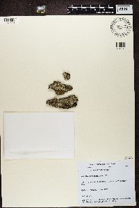 Physcia tenella image