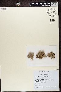 Peltigera membranacea image
