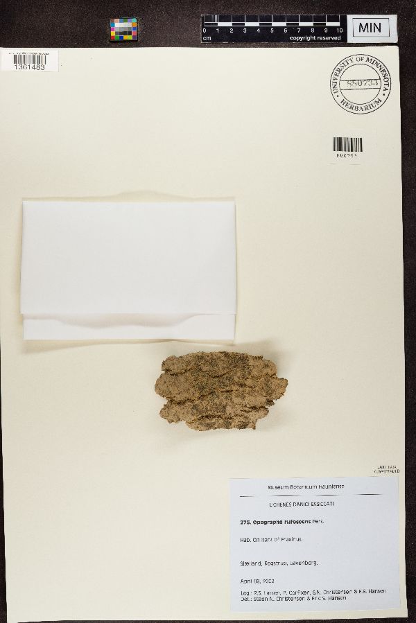 Opegrapha rufescens image