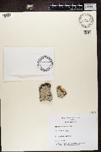 Thumbnail image of current specimen