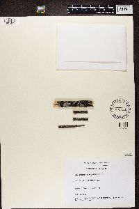 Micarea denigrata image