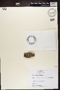 Lecanora chlarotera image