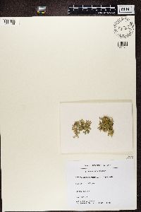 thumbnail image of current specimen