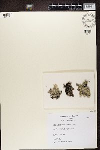 Hypogymnia physodes image