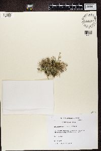 Cladonia furcata image